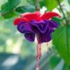Dark Eyes Fuchsia Plant -Annual Plants Shop fuchsia plant dark eyes ladys eardrops 2263 detail
