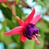 Dollar Princess Fuchsia Plant 2 Dollar Princess Fuchsia Plant -Annual Plants Shop fuchsia plant dollar princess 560 detail