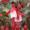 Jingle Bells Fuchsia Plant