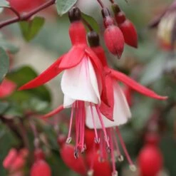 Jingle Bells Fuchsia Plant
