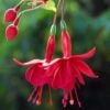 Marinka Fuchsia Plant