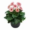 Fundy® Patio Gerbera -Annual Plants Shop fundy patio gerbera plant 973 detail