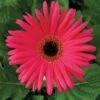 Festival Neon Rose With Eye Gerbera -Annual Plants Shop gerbera festival neon rose eye 1724 detail