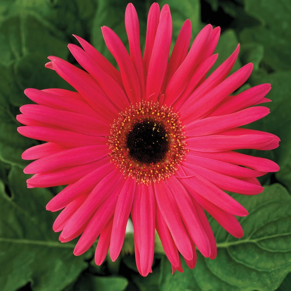 Festival Neon Rose With Eye Gerbera 3 Festival Neon Rose With Eye Gerbera