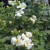 Giant Snowflake Bacopa Plant