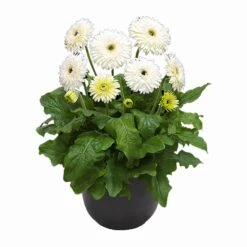 Glacier® Patio Gerbera