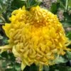 Gold Country Perennial Mum Plant