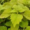 Gold Lace Coleus Plant -Annual Plants Shop gold lace coleus 1094 detail