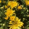 Gold Star Perennial Mum Plant -Annual Plants Shop gold star perennial mum plants 555 detail