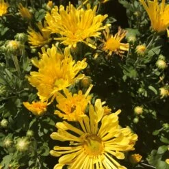 Gold Star Perennial Mum Plant