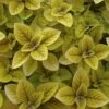 Golden Plectranthus