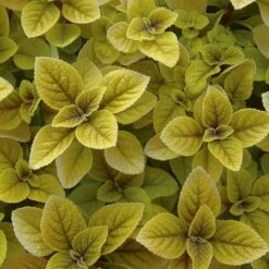 Golden Plectranthus