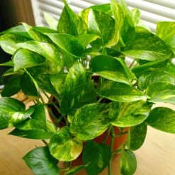 Golden Pothos