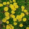 Wheels Of Wonder® Golden Wonder Delosperma (Ice Plant) 1 Wheels Of Wonder® Golden Wonder Delosperma (Ice Plant) -Annual Plants Shop golden wonder delosperma ice plant 2192 detail