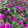 Purple Pinball Gomphrena Plant
