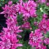 Grape Glow Perennial Mum Plant