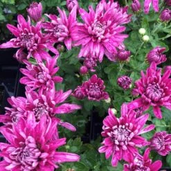 Grape Glow Perennial Mum Plant
