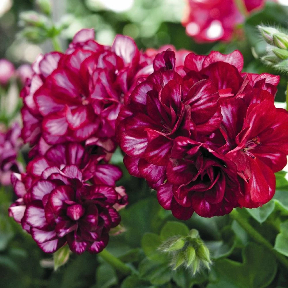 Great Balls Of Fire™ Burgundy Blaze Ivy Geranium Plant 3 Great Balls Of Fire™ Burgundy Blaze Ivy Geranium Plant