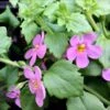 Scopia® Great Pink Shade Bacopa Plant -Annual Plants Shop great pink shade scopia bacopa 1534 detail