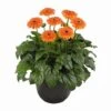 Great Smoky Mountains® Patio Gerbera 2 Great Smoky Mountains® Patio Gerbera -Annual Plants Shop great smokey mountains patio gerbera 1590 detail