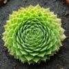 Green Wheel Sempervivum (Hens And Chicks) -Annual Plants Shop green wheel sempervivum plant 1678 detail