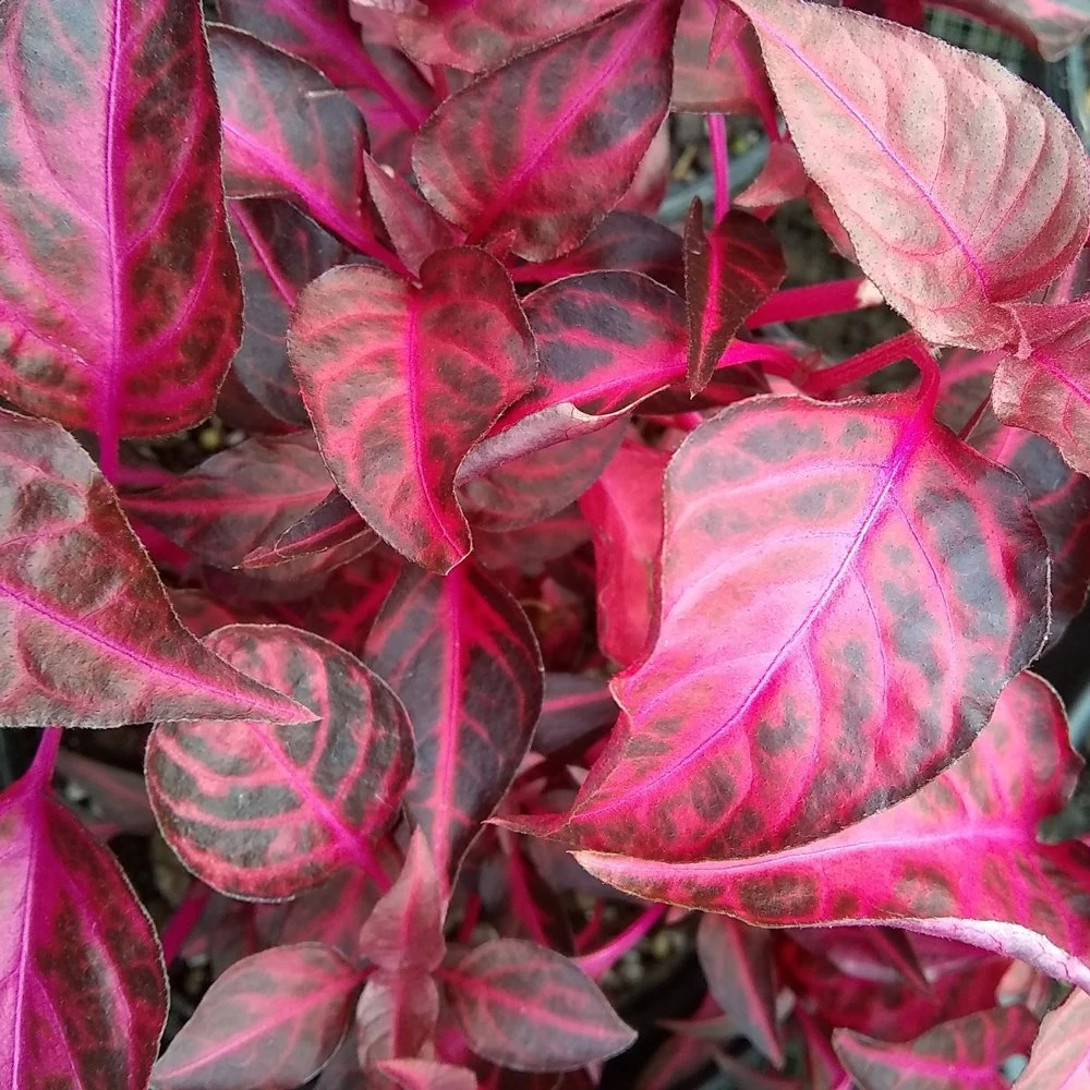 Grenadine Alternanthera Plant 3 Grenadine Alternanthera Plant