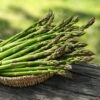 Millennium Asparagus Plant - 2-3 Year Crowns - 10-Pack 2 Millennium Asparagus Plant - 2-3 Year Crowns - 10-Pack -Annual Plants Shop guelph millennium asparagus plant 437 detail