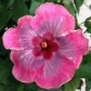 Handsome Ty Cajun Hibiscus -Annual Plants Shop handsome ty cajun hibiscus plant 482 detail