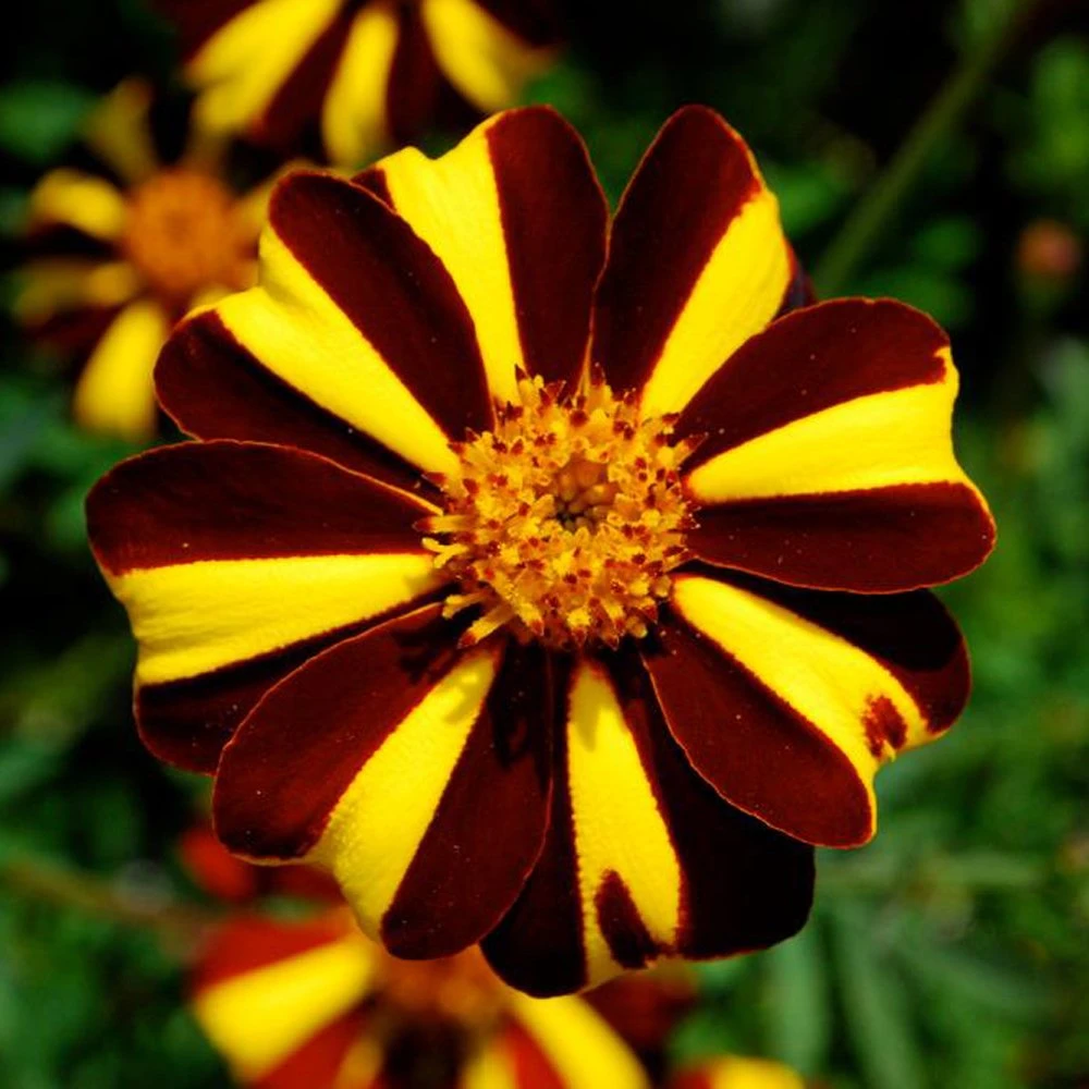 Harlequin Marigold 3 Harlequin Marigold