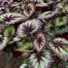 Harmony's Starry Night Rex Begonia Plant -Annual Plants Shop harmonys starry night rex begonia plant 2178 detail