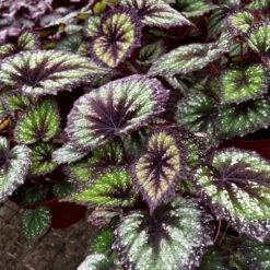 Harmony's Starry Night Rex Begonia Plant