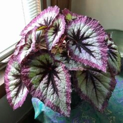 Harmony's Witchy Woman Rex Begonia Plant