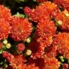 Harvest Igloo Perennial Mum Plant -Annual Plants Shop harvest igloo perennial mum plant 444 general