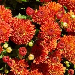 Harvest Igloo Perennial Mum Plant