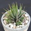 Haworthia Zebra -Annual Plants Shop haworthia zebra plant 1475 detail