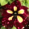 Headliner™ Starry Sky Burgundy Petunia Plant