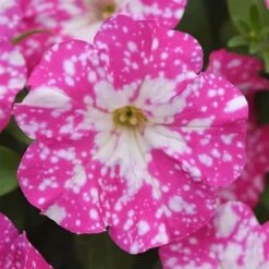 Headliner™ Light Pink Sky Petunia Plant