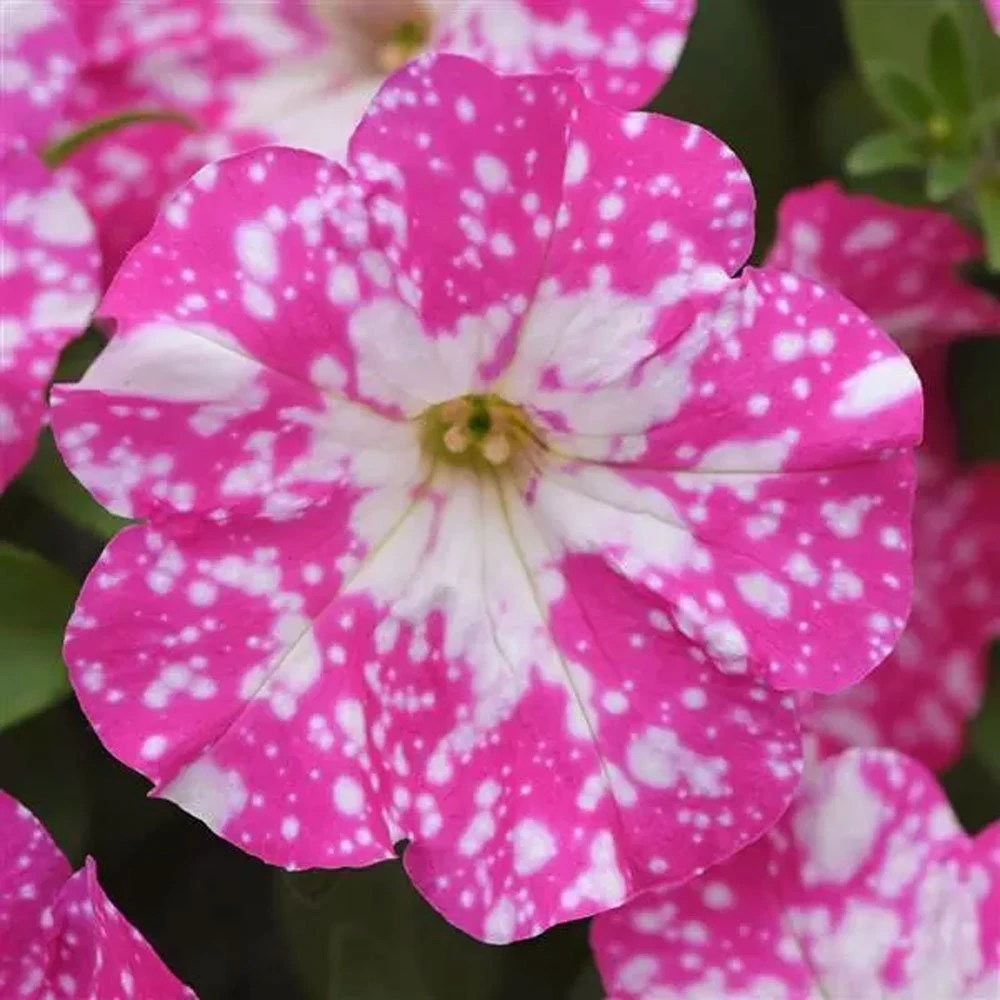 Headliner™ Light Pink Sky Petunia Plant
