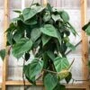 Heart Leaf Philodendron -Annual Plants Shop heart leaf philodendron 438 detail