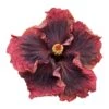 Heart Of Darkness Cajun Hibiscus