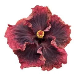 Heart Of Darkness Cajun Hibiscus