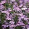 Laguna® Heavenly Lilac Lobelia -Annual Plants Shop heavenly lilac lobelia plant 66 detail
