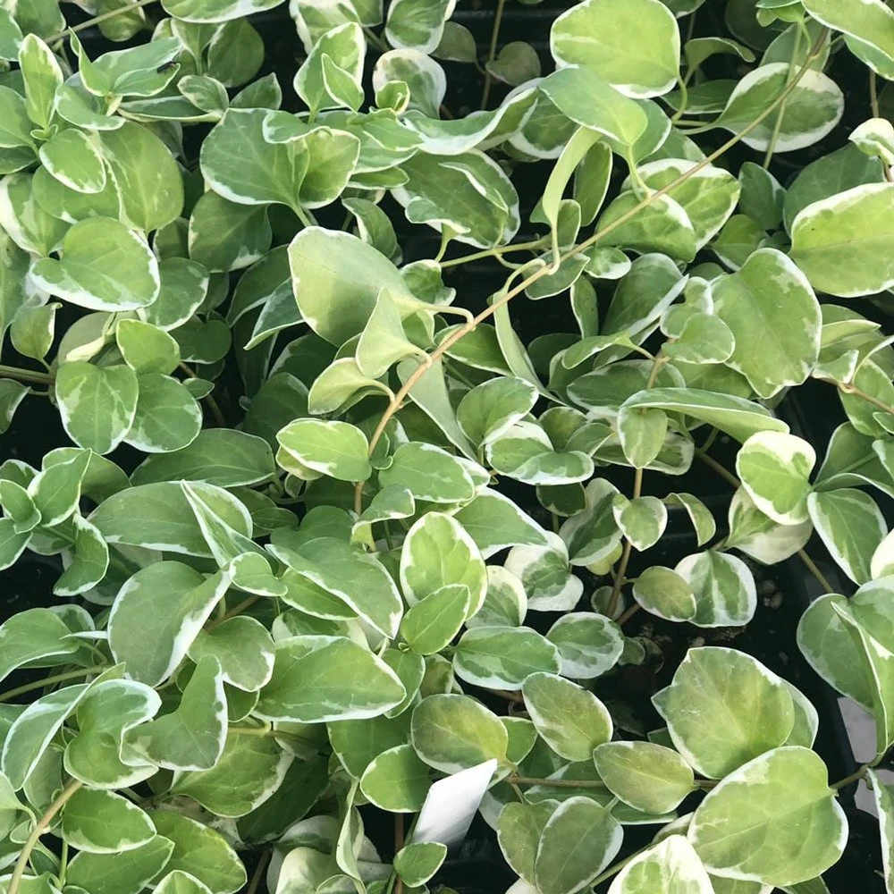 High Color Vinca Vine 3 High Color Vinca Vine