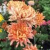 Homecoming Perennial Mum Plant
