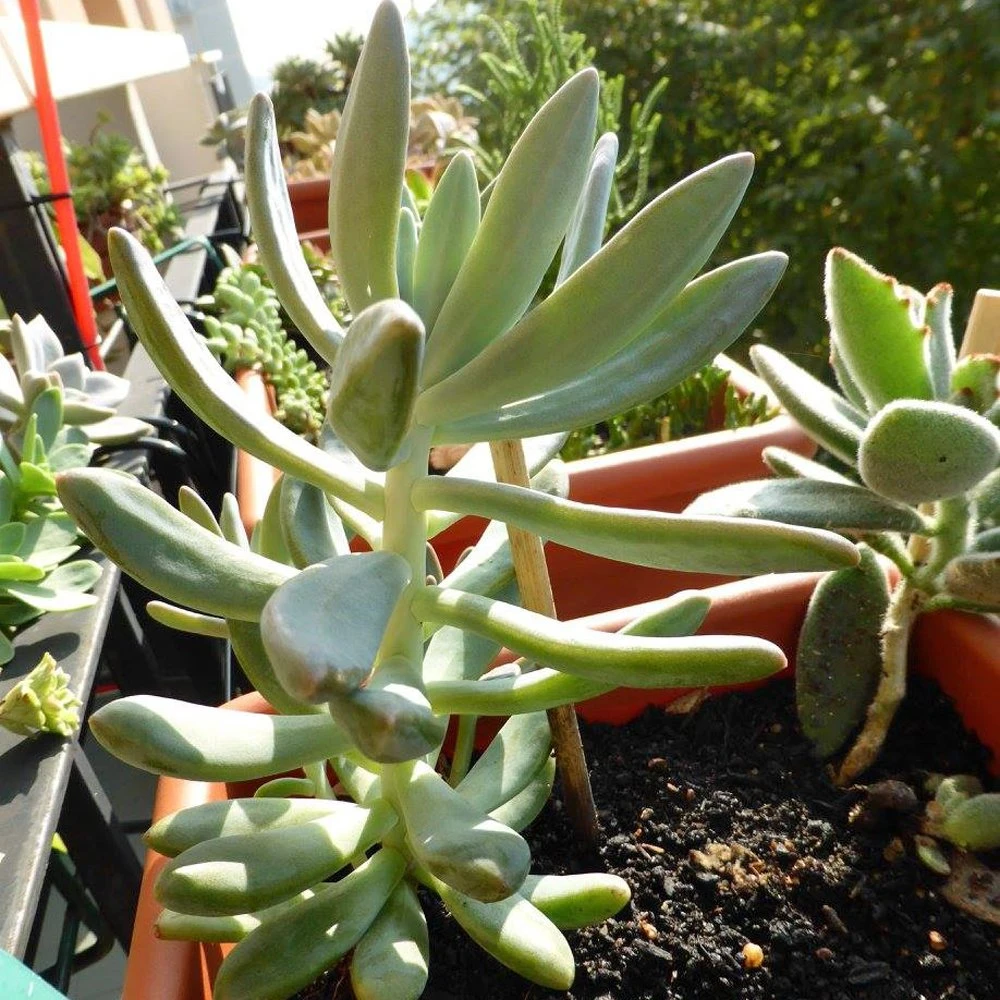 Hookeri Pachyphytum (Moonstone) 3 Hookeri Pachyphytum (Moonstone)