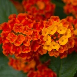 Hot Blooded™ Red Lantana Plant