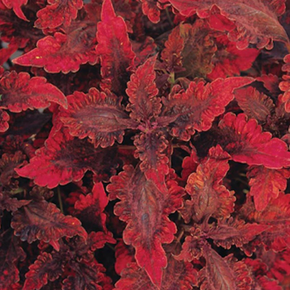 Hot Lava Coleus Plant 3 Hot Lava Coleus Plant