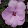 SunPatiens® Compact Orchid Blush Impatiens Plant 1 SunPatiens® Compact Orchid Blush Impatiens Plant -Annual Plants Shop impatiens sunpatiens compact orchid blush plant 680 detail