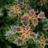 India Frills Coleus Plant -Annual Plants Shop india frills coleus 529 detail