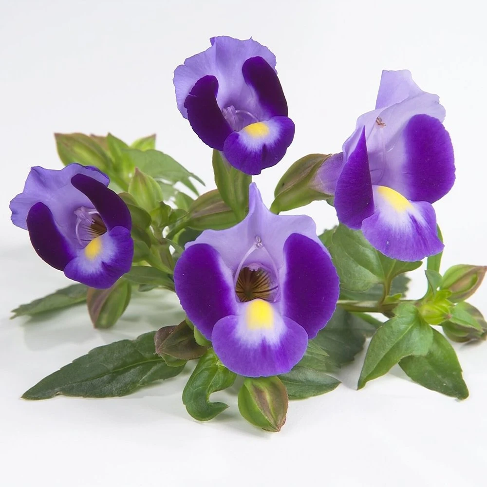 Indigo Moon Torenia 3 Indigo Moon Torenia